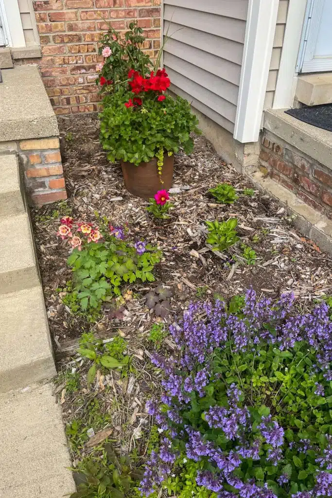 flower bed with mulch
