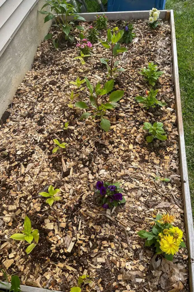 no-till bed of flowers