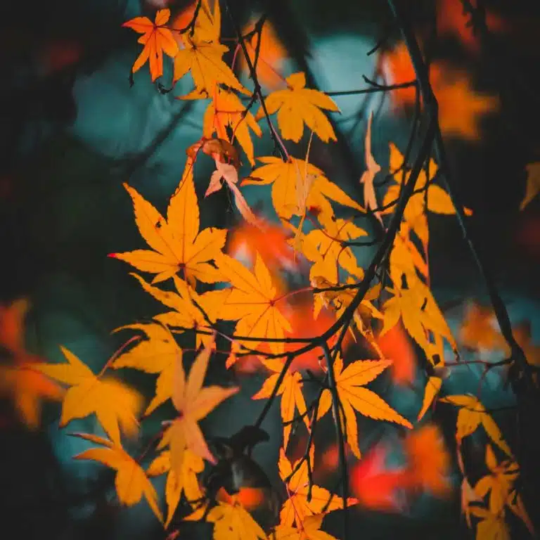 orange and red fall leaves