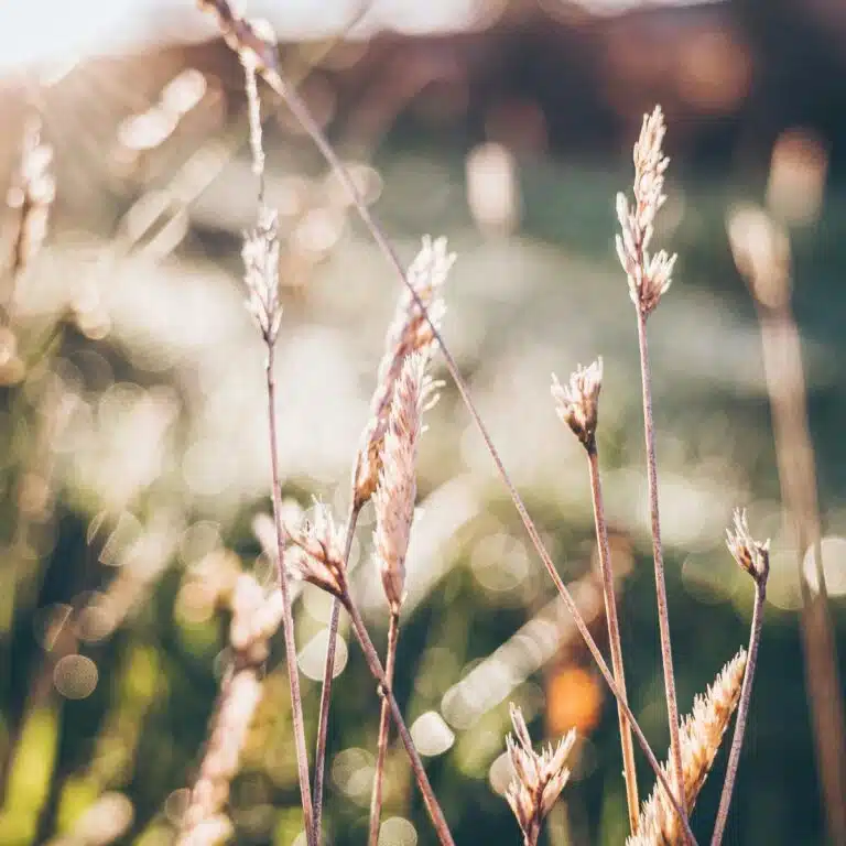 wheat field